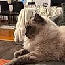 cat, fluffy, relaxed, indoor, living_room, blanket, couch, mirror, dining_chair, throw_blanket, cushion, wood_floor, decor, furniture, pet, side_view, cozy, fur, domestic_cat, resting