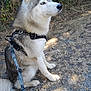 Flöky a rejoint le concours — aidez-le/la à gagner de superbes lots ! animal, blue_eyes, canine, daylight, dog, ears, forest, fur, grass, gravel, husky, leash, muzzle, nature, outdoor, pet, portrait, side_view, sitting, walk