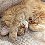 Remy joined the competition — help win amazing prizes! cat, sleeping, ginger_cat, fur, whiskers, paw, pink_nose, curled_up, nap, couch, upholstery, cozy, indoor, pet, close_up, relaxed, sleepy, longhair, texture, ear