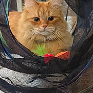 Remy is registered to the contest to win money with this photo: cat, ginger_cat, long_hair, feline, pet, tunnel, toy, whiskers, ears, close_up, portrait, indoor, cozy, orange_fur, curious, sitting, collar, playtime, soft_texture, fur