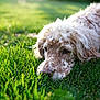dog, grass, outdoor, sunlight, bokeh, close_up, portrait, pet, lying_down, resting, soulful_eyes, furry, nose, green_lawn, nature, shallow_depth_of_field, summer, daylight, calm, garden