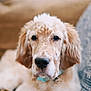 dog, puppy, pet, portrait, indoor, couch, cozy, floppy_ears, speckled_fur, white_and_brown, collar, closeup, whiskers, nose, soft_fur, sitting, friendly, attention, domestic_animal, adorable