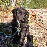 Brabus a rejoint le concours — aidez-le/la à gagner de superbes lots ! autumn, black_fur, collar, curious, daylight, dog, fence, garden, grass, leash, leaves, nature, outdoor, pet, plant, puppy, shadow, sitting, sunlight, young_dog