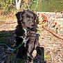 autumn, black_fur, collar, curious, daylight, dog, fence, garden, grass, leash, leaves, nature, outdoor, pet, plant, puppy, shadow, sitting, sunlight, young_dog