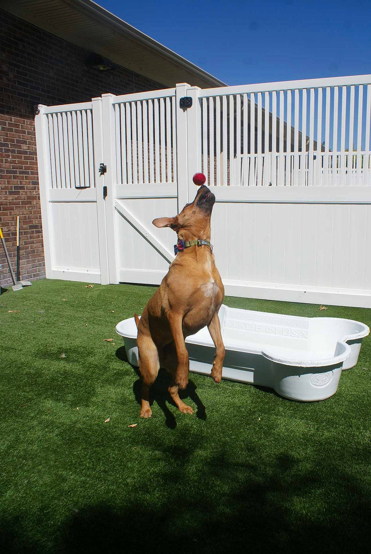 Agnes joined the competition — help win amazing prizes! american_pit_bull_terrier, backyard, boxer, bullmastiff, canidae, carnivore, dog, dog_breed, fawn, grass, guard_dog, lawn, rhodesian_ridgeback, sporting_group, tosa, vizsla, working_dog, yard