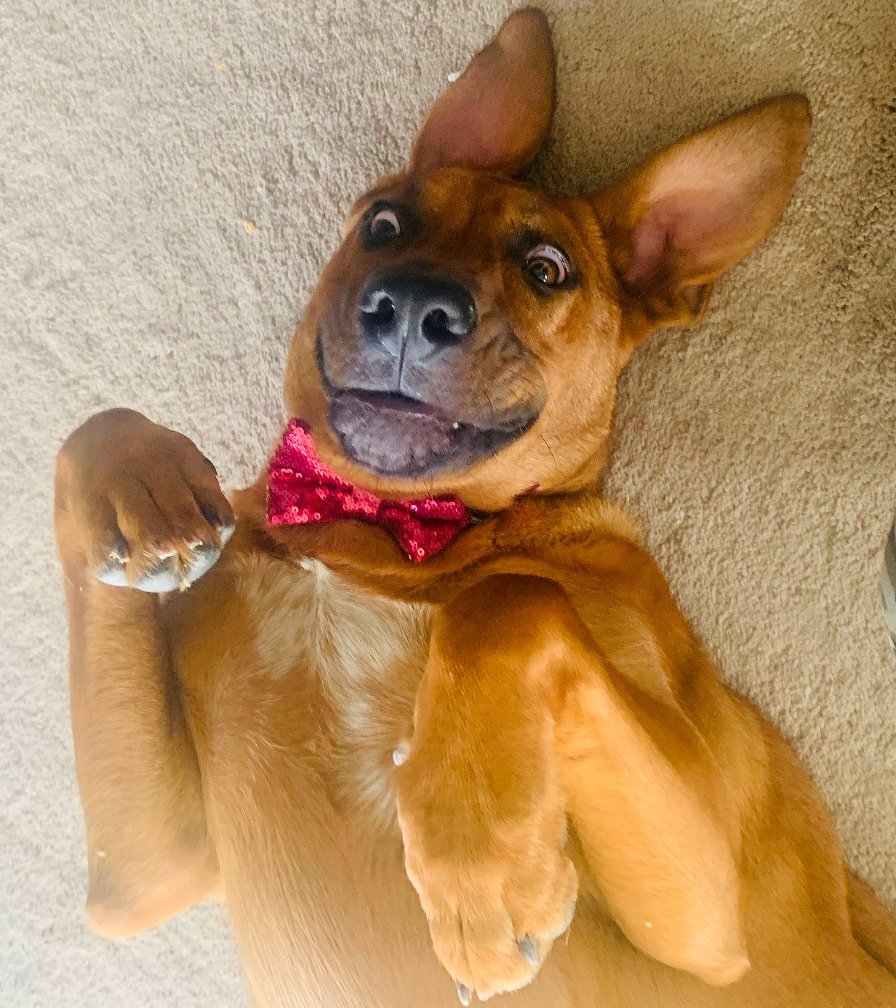 Agnes joined the competition — help win amazing prizes! canidae, carnivore, chihuahua, dog, dog_breed, dog_collar, dog_toy, ear, fawn, mammal, miniature_pinscher, non_sporting_group, puppy, russkiy_toy, snout, toy_dog