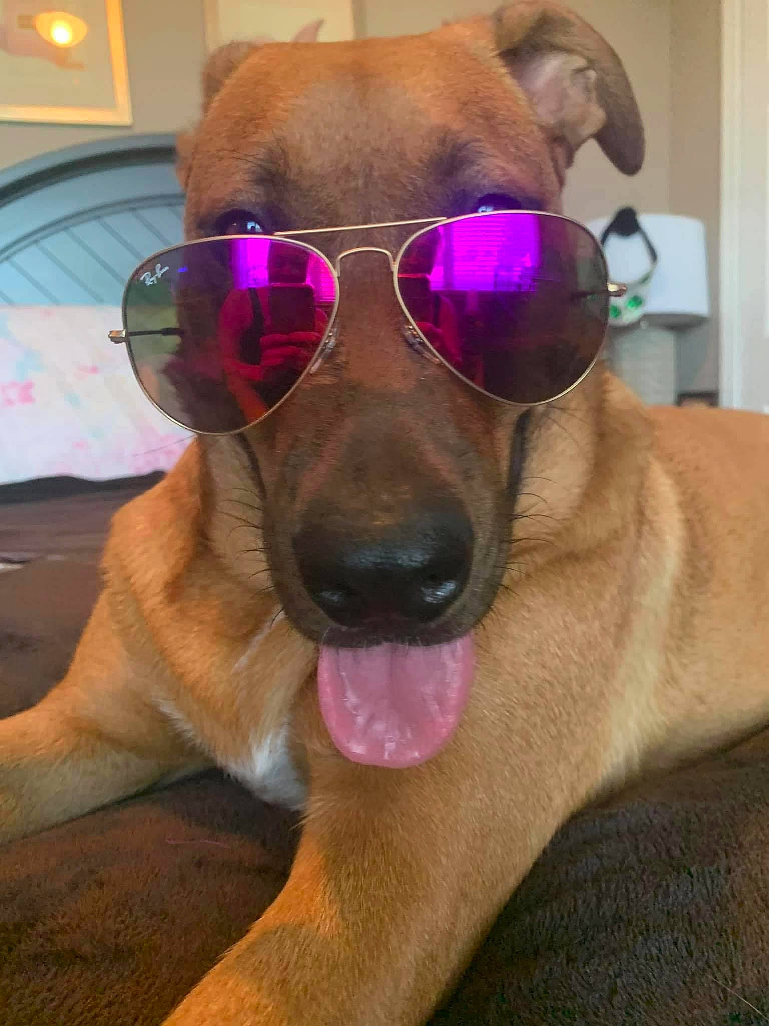 Agnes is registered to the contest to win money with this photo: black_mouth_cur, canidae, carnivore, cool, dog, dog_breed, ear, eyewear, fawn, glasses, mammal, nose, potcake_dog, snout, sporting_group, sunglasses, vision_care, whiskers