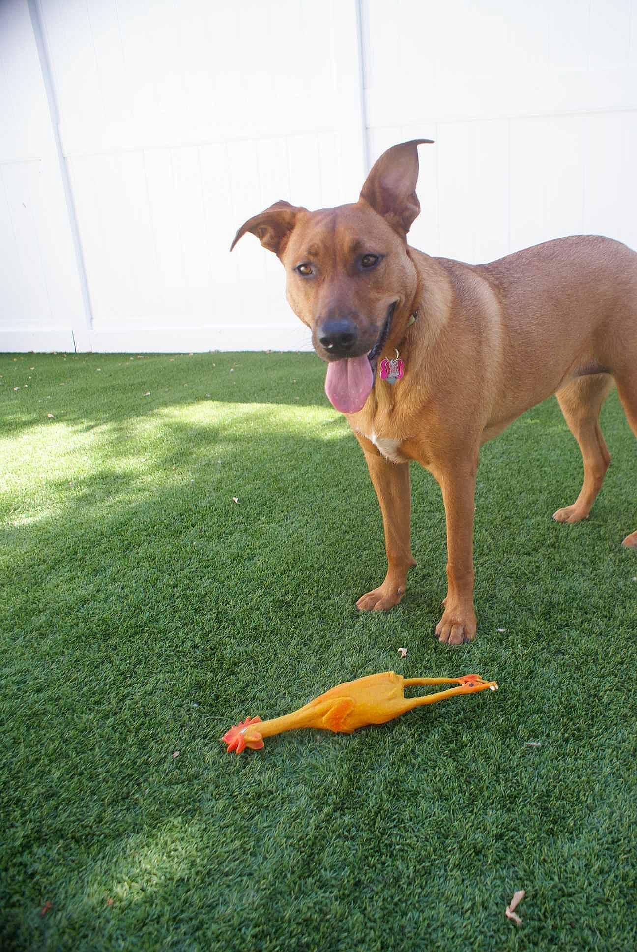 Agnes joined the competition — help win amazing prizes! canidae, carnivore, dog, dog_breed, fawn, grass, mammal, potcake_dog, rare_breed_dog, sporting_group, tail, vertebrate