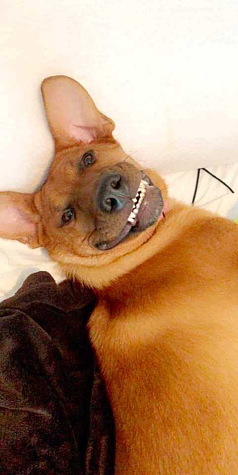 Agnes is registered to the contest to win money with this photo: canidae, carnivore, chihuahua, companion_dog, dog, dog_breed, ear, fawn, mammal, snout, whiskers