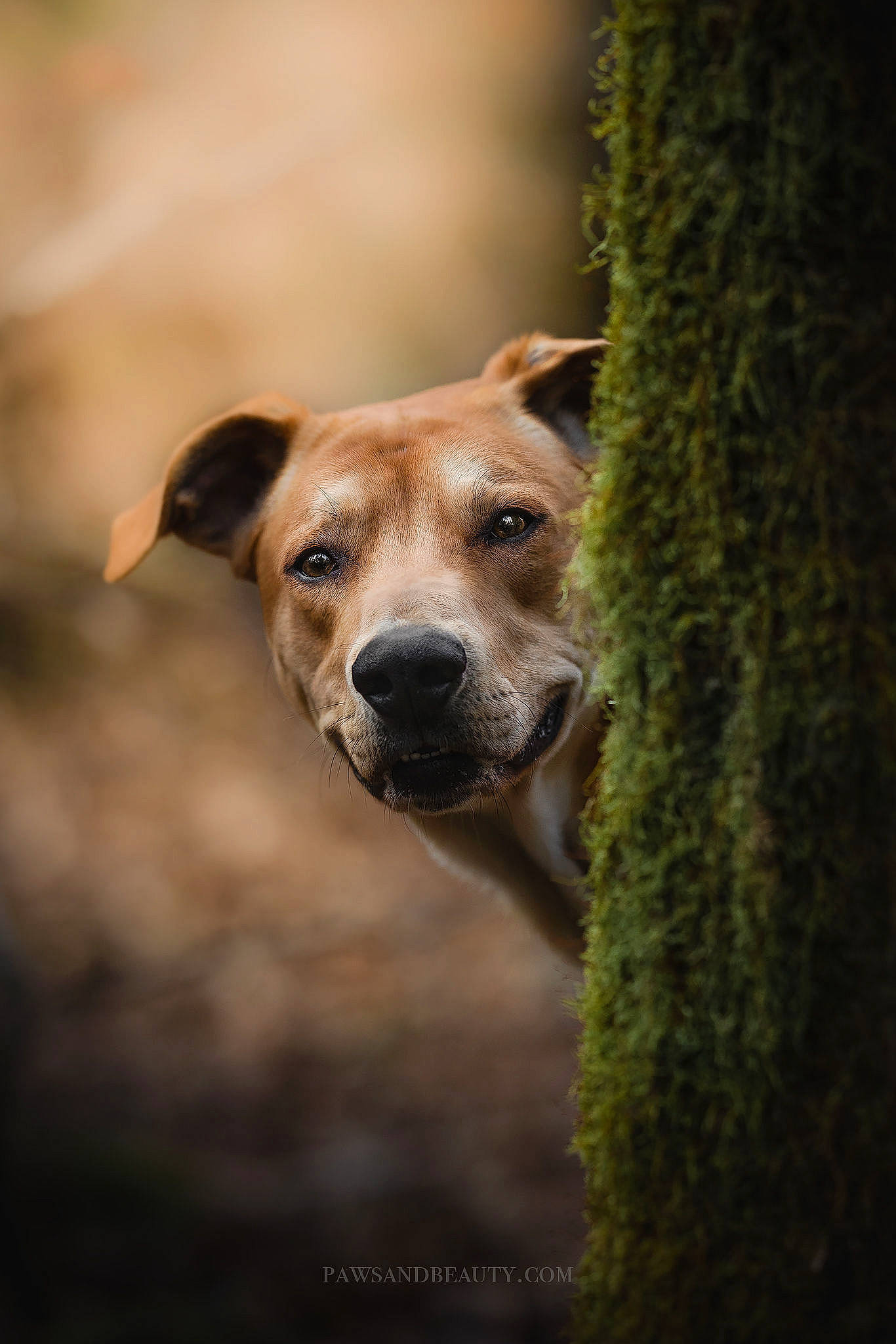Ravou participe au concours pour gagner de l'argent avec cette photo : carnivore, companion_dog, dog, dog_breed, fawn, forest, grass, hunting_dog, plant, snout, street_dog, terrestrial_animal, tree, trunk, whiskers, wildlife, wood, woodland, working_dog