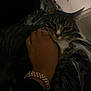 cat, tabby_cat, pet, hand, watch, fabric, marble_pattern, indoor, low_light, relaxed, animal, domestic, feline, person, wrist, furniture, comfort, resting, closeup, touch