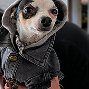 Petey is registered to the contest to win money with this photo: animal, black_jacket, canine, close_up, cute, denim_jacket, dog, domestic_animal, fashion, furry, hand, hoodie, indoor, nail_art, pet, pet_clothing, portrait, puppy, small_dog, tattoo