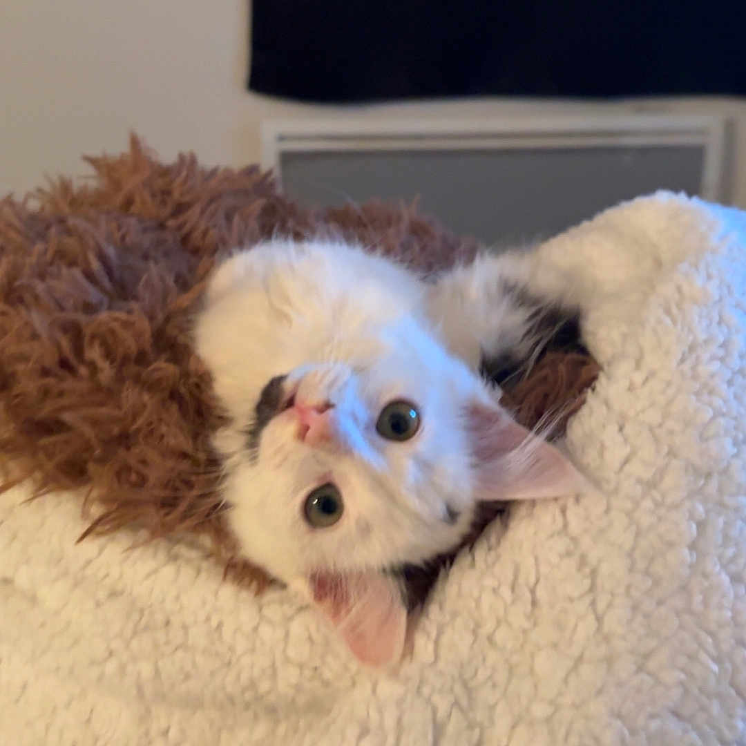 Kitty a rejoint le concours — aidez-le/la à gagner de superbes lots ! cat, kitten, white_fur, brown_fur, fluffy, pet, animal, face, eyes, ears, pink_nose, upside_down, blanket, cozy, indoors, bed, portrait, cute, relaxed, closeup