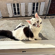 Kitty a rejoint le concours — aidez-le/la à gagner de superbes lots ! cat, black_and_white, pet, animal, feline, whiskers, ears, green_eyes, sitting, lying_down, windowsill, window, shutters, building, architecture, rooftop, outdoor, sunlight, portrait, curious