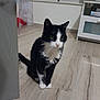 cat, black_and_white, indoor, wooden_floor, window, furniture, pet, animal, curious, sitting, domestic, whiskers, flooring, ears, tail, home, cozy, looking_away, mammal, house