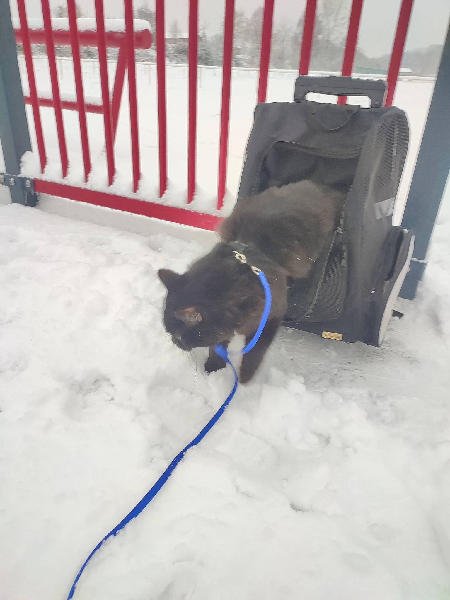 Caly a rejoint le concours — aidez-le/la à gagner de superbes lots ! canidae, carnivore, cat, collar, comfort, dog_breed, dog_supply, felidae, fence, freezing, fur, luggage_and_bags, pet_supply, small_to_medium_sized_cats, snow, sporting_group, tail, whiskers, winter, wood