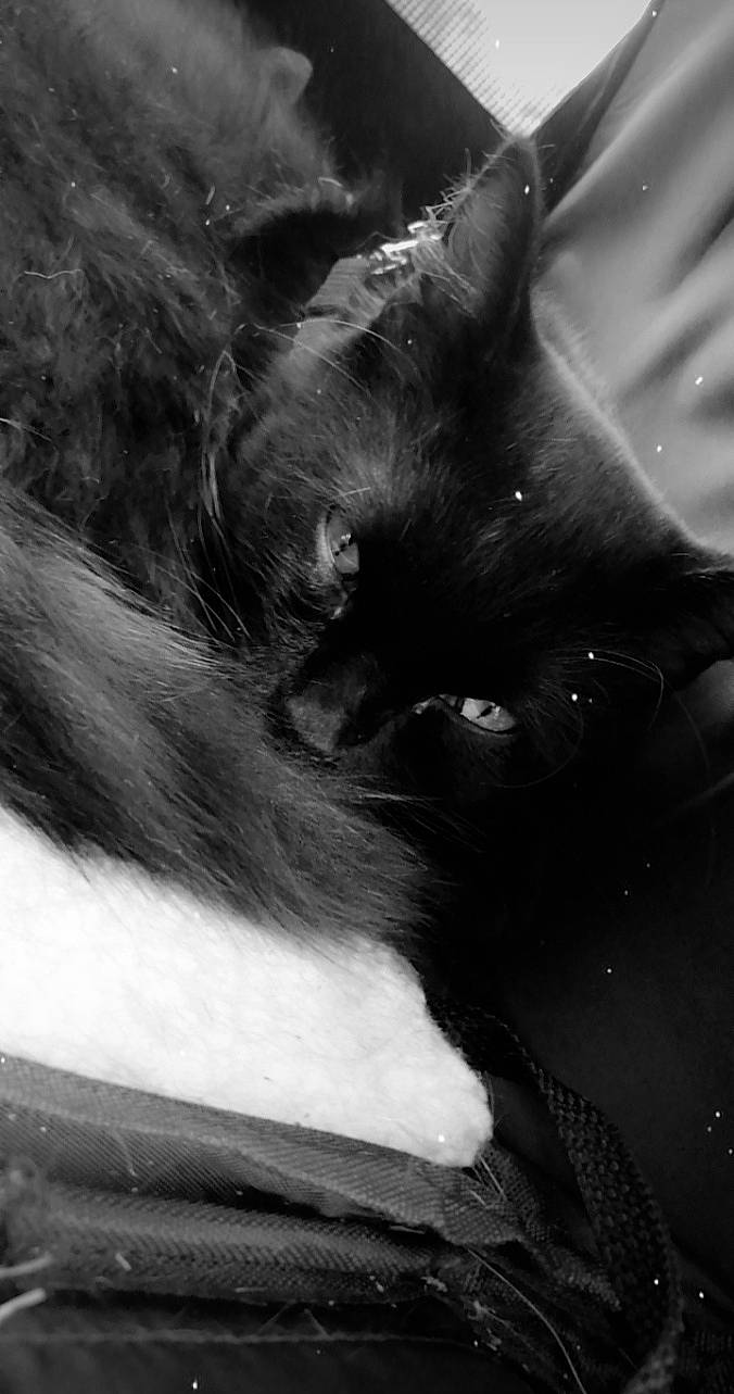 Caly participe au concours pour gagner de l'argent avec cette photo : black_and_white, black_cat, carnivore, cat, claw, comfort, domestic_short_haired_cat, ear, eye, felidae, fur, gesture, human_body, monochrome, monochrome_photography, small_to_medium_sized_cats, snout, style, tail, whiskers