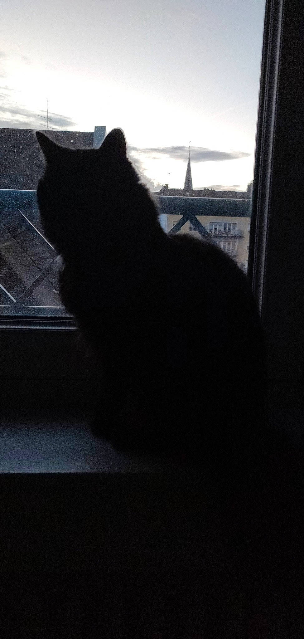 Caly a rejoint le concours — aidez-le/la à gagner de superbes lots ! black_cat, bombay, carnivore, cat, darkness, domestic_short_haired_cat, felidae, fur, glass, monochrome_photography, shadow, sky, small_to_medium_sized_cats, snout, tail, terrestrial_animal, tints_and_shades, whiskers, window