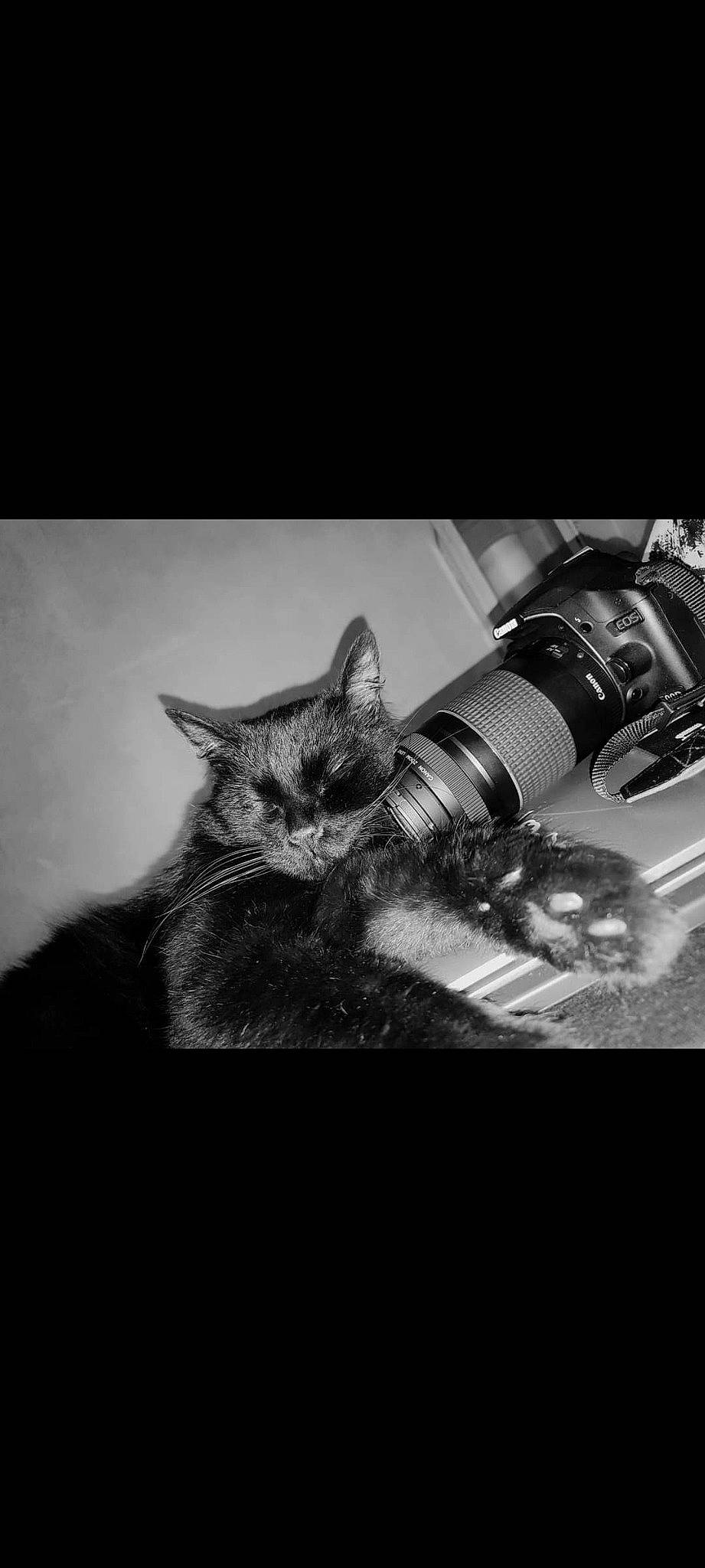 Caly participe au concours pour gagner de l'argent avec cette photo : camera, camera_lens, cameras_optics, carnivore, cat, darkness, domestic_short_haired_cat, felidae, flash_photography, font, fur, machine, macro_photography, monochrome, monochrome_photography, small_to_medium_sized_cats, snout, still_life_photography, stock_photography, whiskers