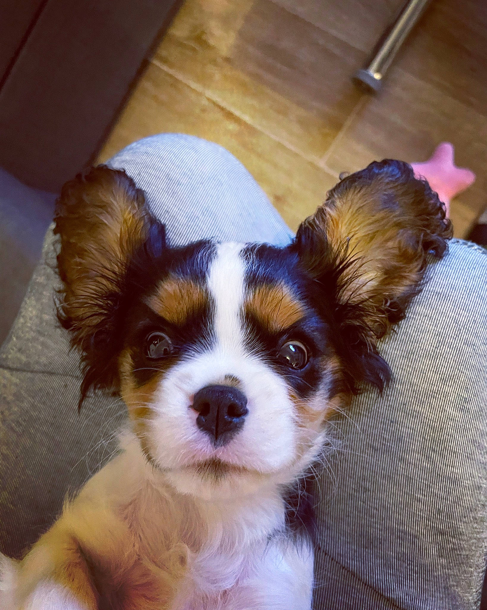 Skye a rejoint le concours — aidez-le/la à gagner de superbes lots ! canidae, carnivore, companion_dog, dog, dog_breed, dog_supply, fawn, fur, hardwood, liver, papillon, small_terrier, snout, spaniel, sporting_group, toy_dog, whiskers, wood, wood_stain, working_animal