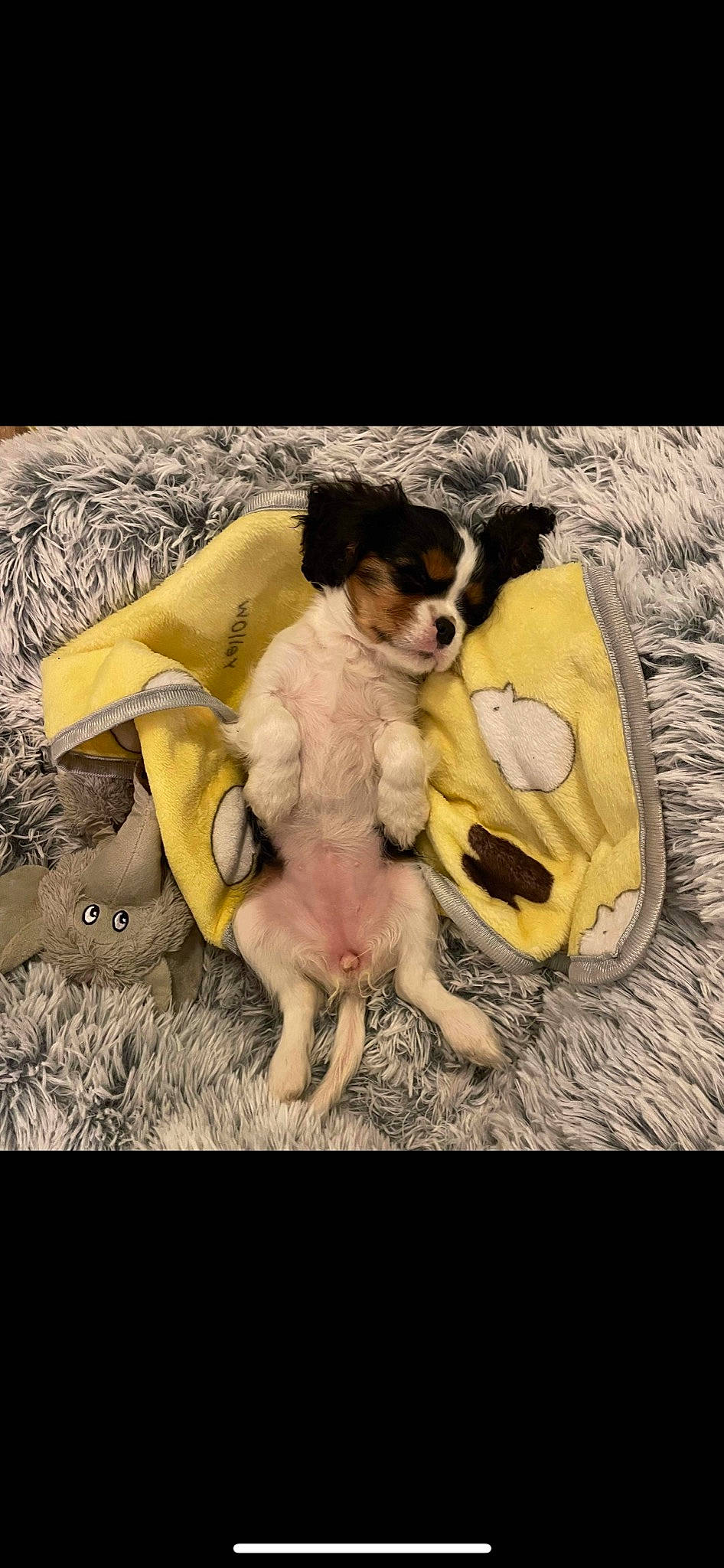 Skye a rejoint le concours — aidez-le/la à gagner de superbes lots ! ball, canidae, carnivore, comfort, companion_dog, dog, dog_breed, dog_supply, fawn, flash_photography, fur, grass, happy, paw, puppy, snout, sporting_group, tail, toy_dog, working_animal