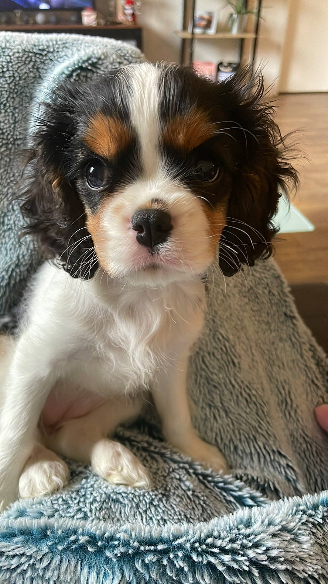 Skye a rejoint le concours — aidez-le/la à gagner de superbes lots ! ancient_dog_breeds, ball, canidae, carnivore, cavalier_king_charles_spaniel, companion_dog, dog, dog_breed, fur, king_charles_spaniel, liver, snout, spaniel, sporting_group, terrestrial_animal, toy_dog, whiskers, working_animal, working_dog