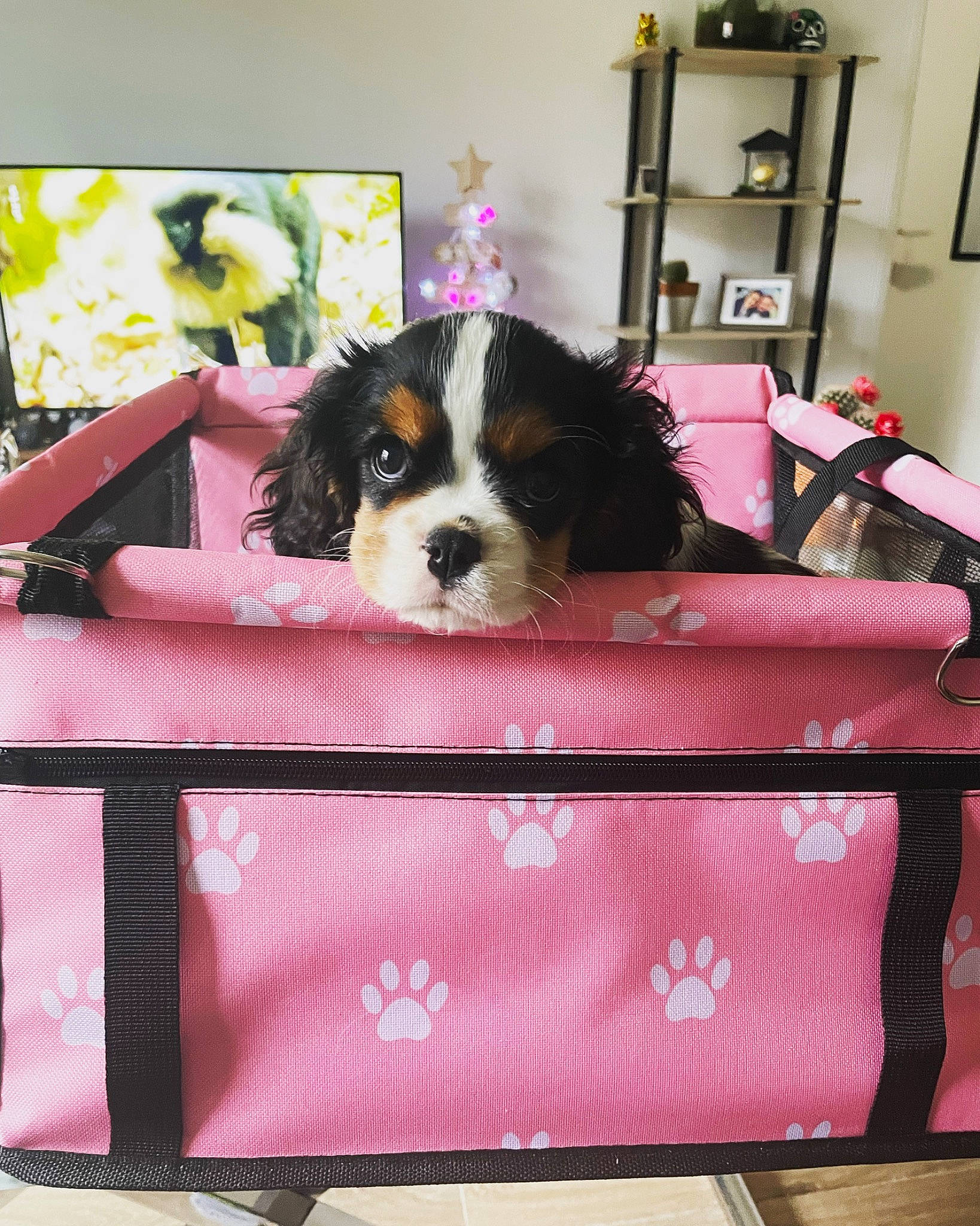 Skye a rejoint le concours — aidez-le/la à gagner de superbes lots ! bag, carnivore, cavalier_king_charles_spaniel, companion_dog, dog, dog_breed, dog_supply, fur, king_charles_spaniel, luggage_and_bags, magenta, papillon, pet_supply, picture_frame, pink, shelf, spaniel, sporting_group, toy_dog, vertebrate