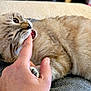 cat, bite, finger, hand, playful, fur, pet, domestic_animal, animal, indoor, cozy, texture, pattern, closeup, cute, whiskers, paw, relaxing, interaction, mischief