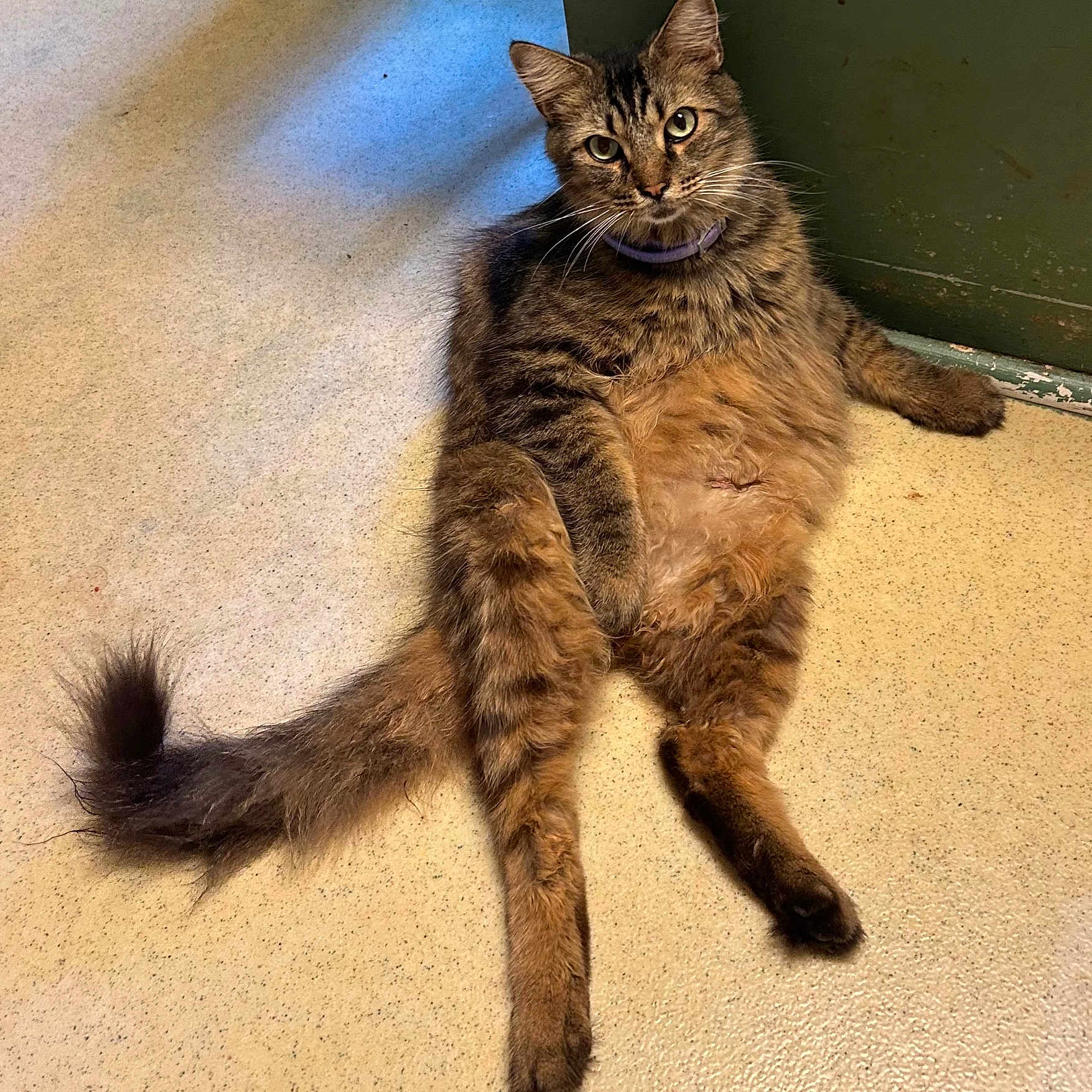 Koda is registered to the contest to win money with this photo: animal, cat, collar, curious, cute, domestic, ears, feline, floor, fur, indoor, laying, mammal, pet, portrait, relaxed, sitting, tabby, tail, whiskers