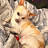 Dohja joined the competition — help win amazing prizes! animal, blanket, brown_and_white, chihuahua, comfort, cozy, cute, dog, ears, fur, home, indoor, laying_down, pet, relaxed, resting, small_dog, snuggling, soft_texture, toy