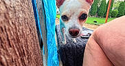 Dohja joined the competition — help win amazing prizes! animal, backyard, bench, closeup, curious, dog, ears, fabric, greenery, knee, lawn, outdoor, pergola, person, pet, relaxation, small_dog, sunlight, texture, wood