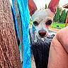 animal, backyard, bench, closeup, curious, dog, ears, fabric, greenery, knee, lawn, outdoor, pergola, person, pet, relaxation, small_dog, sunlight, texture, wood