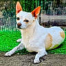 Dohja joined the competition — help win amazing prizes! animal, canine, cute, daylight, dog, domestic_animal, ears_up, expression, fur, grass, ground, looking_sideways, lying_down, nature, outdoor, pet, relaxed, small_dog, tan_patches, white_fur