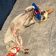 Dohja is registered to the contest to win money with this photo: animal, bed, blanket, chewing, colorful_toy, cute, dog, domestic_animal, ears, fur, happy, indoor, lying_down, pet, playful, relaxed, resting, small_dog, soft_surface, toy