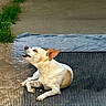 animal, barking, blue_cloth, brown_patch, canine, daytime, dog, ears_up, grass, howling, lying_down, mouth_open, outdoor, pavement, pet, resting, small_dog, sunlight, vocalizing, white_dog