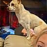 alert, animal, blurred_background, chihuahua, close_up, companion, couch, cozy, dog, domestic, ears, face, furniture, household, indoor, person_partial, pet, seated, small_dog, tan_dog
