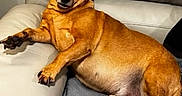 Clifford is registered to the contest to win money with this photo: animal, blanket, brown_dog, canine, comfortable, couch, cozy, dog, domestic_animal, friendly, fur, indoor, lounge, paw, pet, portrait, relaxed, resting, sleepy, smiling