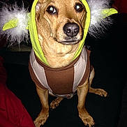 Clifford is registered to the contest to win money with this photo: animal, animal_portrait, brown_dog, clothing, costume, cute, dark_background, dog, domestic_animal, fluffy_ears, funny, fur, indoor, looking_up, pet, pet_costume, portrait, red_cloth, sitting, small_dog
