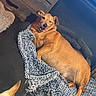 Clifford joined the competition — help win amazing prizes! dog, brown_dog, blanket, cozy, indoors, resting, lying_down, knitted_blanket, tongue_out, fireplace, wooden_surface, pet, cute, relaxed, comfort, animal, mammal, companion, home, warm