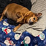 Clifford joined the competition — help win amazing prizes! bed, blanket, brown_dog, canine, comfort, cozy, cute, dog, ear, fabric, fur, holiday_theme, indoor, lying_down, pet, pillow, relaxed, resting, snout, snowman_pattern