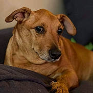 Clifford joined the competition — help win amazing prizes! dog, pet, brown_dog, paw, couch, indoor, portrait, close_up, ear, snout, nose, eyes, whiskers, fur, resting, relaxed, home, animal, domestic_pet, canine