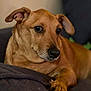 dog, pet, brown_dog, paw, couch, indoor, portrait, close_up, ear, snout, nose, eyes, whiskers, fur, resting, relaxed, home, animal, domestic_pet, canine