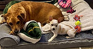 Clifford joined the competition — help win amazing prizes! dog, puppy, pet_bed, blanket, toy, indoor, cozy, resting, brown_dog, white_dog, small_dog, large_dog, fur, animal, companion, cute, relaxing, domestic_animal, floor, home