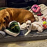 dog, puppy, pet_bed, blanket, toy, indoor, cozy, resting, brown_dog, white_dog, small_dog, large_dog, fur, animal, companion, cute, relaxing, domestic_animal, floor, home