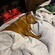 Clifford joined the competition — help win amazing prizes! dog, sleeping, blanket, fireplace, indoor, cozy, brown_dog, furniture, wooden_drawer, warm, relaxation, comfort, pet, home, soft_texture, rest, household, calm, domestic, animal