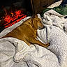 dog, sleeping, blanket, fireplace, indoor, cozy, brown_dog, furniture, wooden_drawer, warm, relaxation, comfort, pet, home, soft_texture, rest, household, calm, domestic, animal