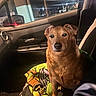 Clifford is registered to the contest to win money with this photo: dog, car_interior, blanket, seat, night, window, streetlights, animal, pet, brown_dog, door, side_mirror, road, vehicle, leash, travel, companion, domestic_animal, fur, portrait