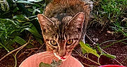 Milagro is registered to the contest to win money with this photo: cat, tabby_cat, animal, outdoor, greenery, plants, bowl, food, grass, curious, pet, nature, sunlight, yellow_food, red_container, closeup, mammal, whiskers, feline, ground