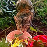 Milagro is registered to the contest to win money with this photo: cat, tabby_cat, animal, outdoor, greenery, plants, bowl, food, grass, curious, pet, nature, sunlight, yellow_food, red_container, closeup, mammal, whiskers, feline, ground