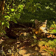 Milagro joined the competition — help win amazing prizes! animal, bush, cat, dappled_light, daylight, feline, garden, grass, greenery, leaves, nature, outdoor, pet, plant, relaxing, resting, shadow, sunlight, tabby_cat, wildlife